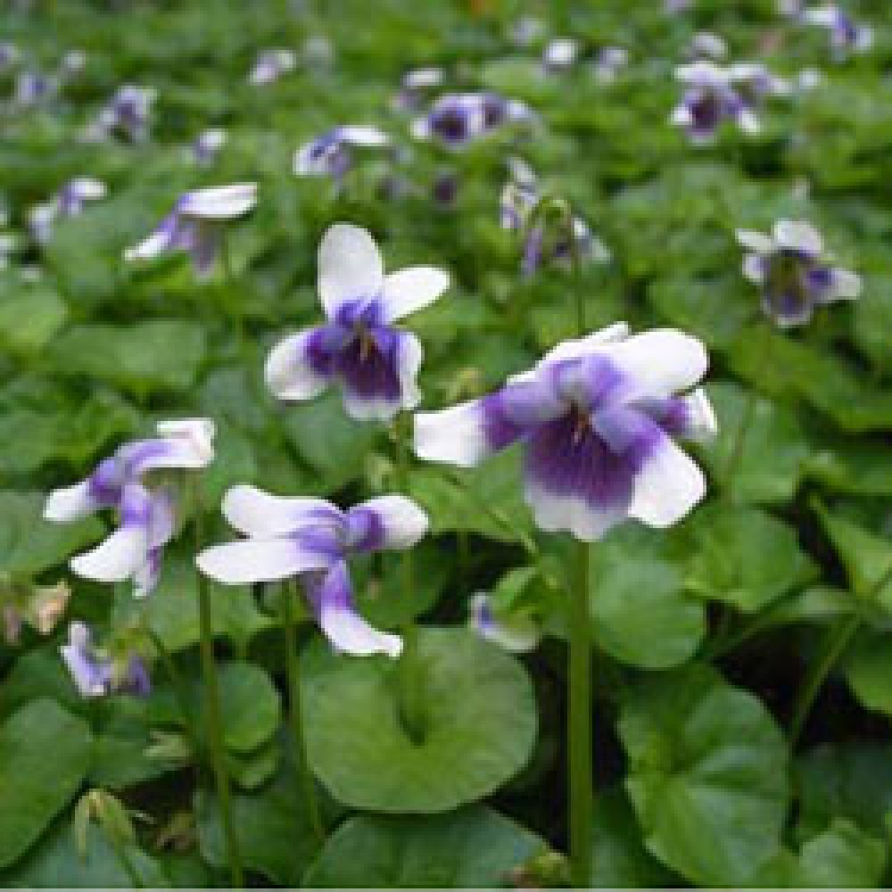 Viola hederacea Trailing Violet, Native Violet